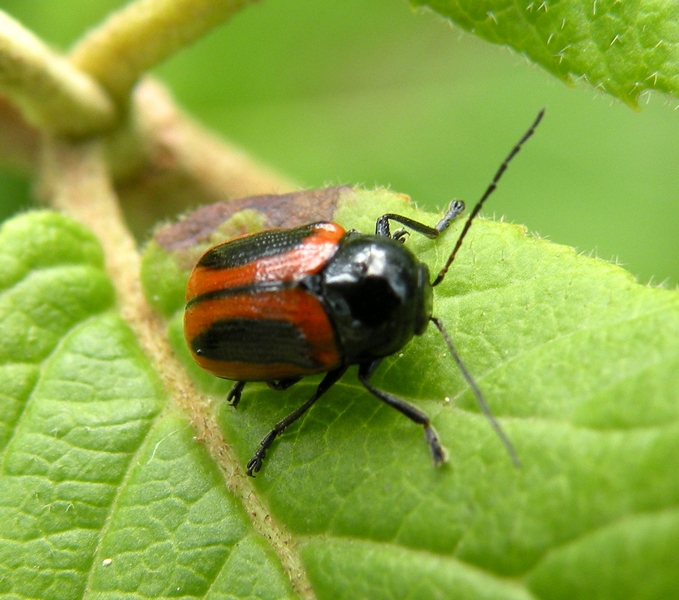 Cryptocephalus bipunctatus